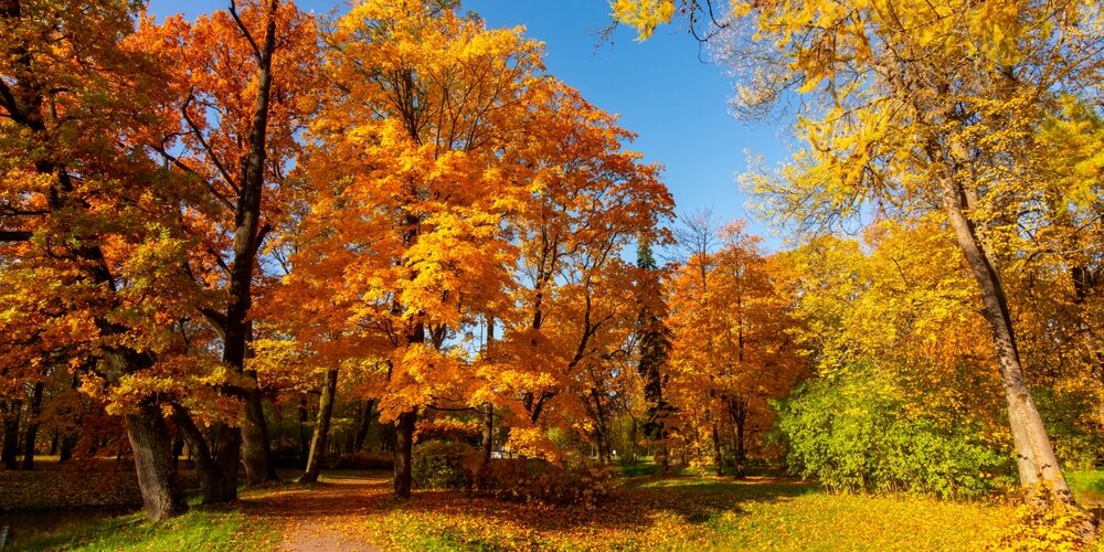 Golden,Autumn,(fall),In,Alexander,Park,,Tsarskoe,Selo,(pushkin),,Saint